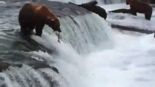 Katmai National Park Bears Salmon Run [upl. by Shanta]