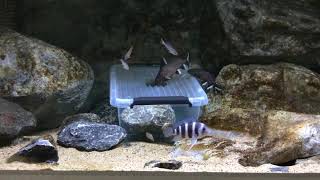 Synodontis granulosus breeding behavior [upl. by Dnalerb166]