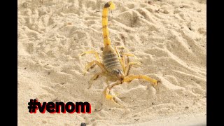 The Deathstalker scorpion is it really that VENOMOUS [upl. by Jonette441]