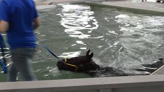 Horse Swimming Pool by Adirondack Pools [upl. by Merill]