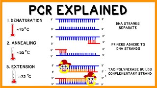 PCR Polymerase Chain Reaction Explained [upl. by Hughie]