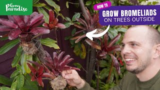 How to grow tropical Bromeliads on garden trees [upl. by Nwahsel]