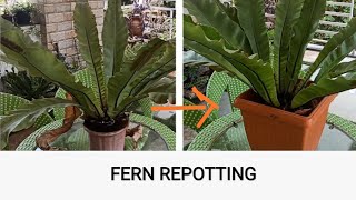 REPOTTING Huge Bird Nest Fern ASPLENIUM NIDUS [upl. by Nnyllatsyrc867]