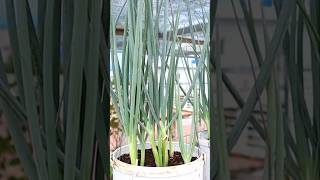 Container garden Green onion harvesting greenonion v87garden shorts gardening [upl. by Aiouqes13]