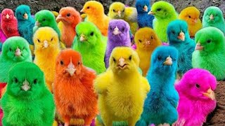 World Cute Chickens Colorful Chickens Rainbows Chickens Cute Ducks Cat RabbitsCute Animals🐤🐣🦆 [upl. by Yensehc]