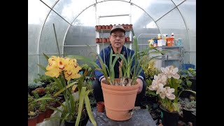 How to Propagate and Take Care of Cymbidium Orchids [upl. by Legin]