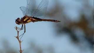 Aguacil Alguacil o Libélula Odonata Anisoptera [upl. by Ailimac]