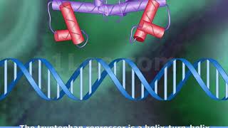 Tryptophan Repressor [upl. by Sotnas580]