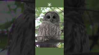 Barred Owl Call Attracts a Friend nature birding [upl. by Arhoz]