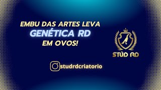 Embu das Artes leva genética Rd em ovos [upl. by Lenehc]