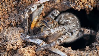 South Russian tarantula with prey [upl. by Kcirrej]