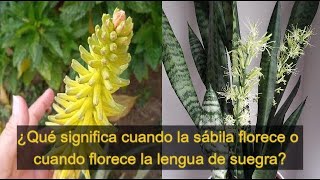 Que significa cuando la sabila florece o cuando florece la lengua de suegra [upl. by Eceinehs]