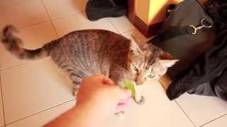 Catnip  Gatti Strafatti [upl. by Asemaj]