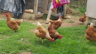 POR PRIMERA VEZ SAQUÉ MIS GALLINAS A PASTEAR AL AIRE LIBRE 🐤🐥🦆 [upl. by Cirnek]