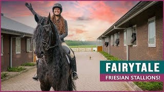 Riding and Driving Fairytale Friesian Horses [upl. by Silvia]