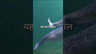 Narwhal के सींघ के बारे में आपको ये नहीं पता होगा 😱 [upl. by Aldric]