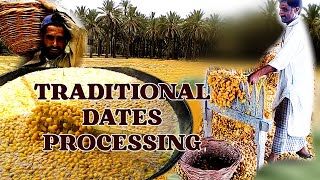 Date Trees and Production Processes  traditional dates processing in Sindh  Pakistans best dates [upl. by Thorner]