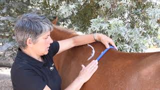 How to do a Gullet Template for Saddle Fitting [upl. by Gerick405]