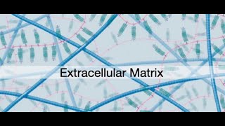 ECM Organelle AP Bio Project [upl. by Melda816]