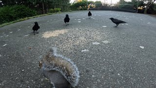 Crows cawing when foraging with squirrels [upl. by Fabrice]