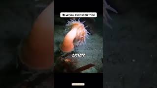 WATCH THIS Anemone FLEES From Sea Star  oceanlife [upl. by Swithbert]