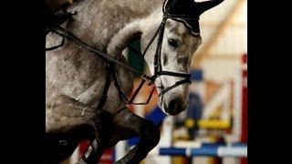 wwwsporthorsesonlinecom 2007 Holsteiner gelding top equitation horse sold [upl. by Kym]