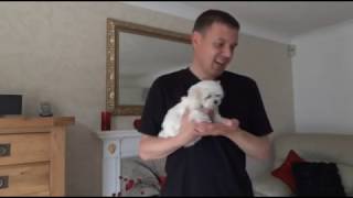 Maltese Puppies  Best small breed dog [upl. by Rena]