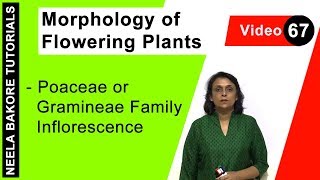 Morphology of Flowering Plants  NEET  Poaceae or Gramineae Family Inflorescence  Neela Bakore [upl. by Nazus491]