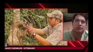 Continúan rescatando animales afectados por los incendios [upl. by Acinomal702]