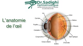 Lanatomie de loeil • Les bases à connaître [upl. by Bab511]