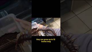 Scolopendra gigantea • fully armed predatorshorts [upl. by Najar]