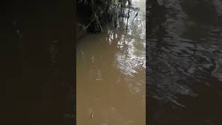 Kalo dikampung saya ini namanya ikan soleng mancingwaderdispotpinggirjalan [upl. by Efinnej412]