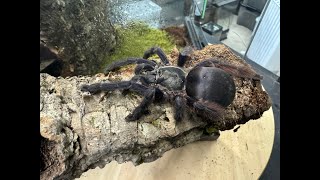 Tapinauchenius violaceus Purple Tree Spider rehouse and care [upl. by Aetnahs]