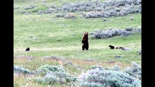 Grizzly Encounter with Mother and 5 Cubs  Yellowstone National Park [upl. by Cataldo]