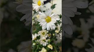 How Pretty and Serenely Beautiful shortsfeed chrysanthemumgarden shorts [upl. by Neala77]