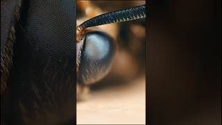 Learn more about a Skullcap hawkmoth beehive hawkmoth insects [upl. by Aymik]