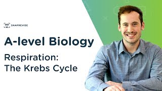 Respiration The Krebs Cycle  Alevel Biology  OCR AQA Edexcel [upl. by Anastos]