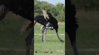 Discover the Hidden World of Ostriches – Facts That Will Amaze You 😲✨ OstrichFacts animalkingdom [upl. by Nolie]