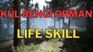 BDO Kül Rengi Orman  Life Skill  Black Desert Online Schrutify [upl. by Gabriello186]