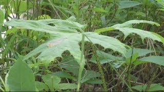 Dangers of Hogweed grow throughout WNY [upl. by Loydie]