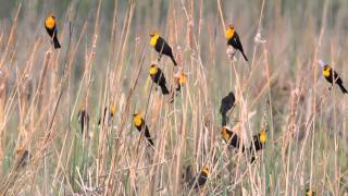 Yellowheaded Blackbirds at Yolo Basin [upl. by Diannne]