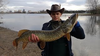 WILD TADO  Fishing Edgbaston Reservoir UK [upl. by Ihsir]