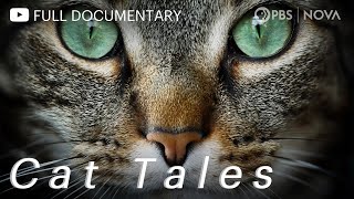 Cat Tales  Full Documentary  NOVA  PBS [upl. by Tullius]