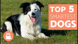 The Most Intelligent Dog Breeds in the World  Everything you need to know [upl. by Mehalek]