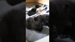 NEWBORN KITTEN MEOWS 😸🔊 catshorts viral [upl. by Gerger]