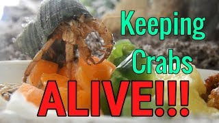 How to keep hermit crabs ALIVE [upl. by Wasserman]