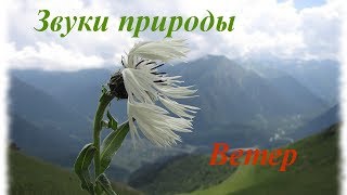 Звуки природы Ветер [upl. by Eladnar]