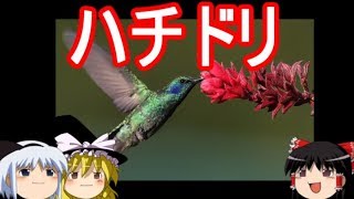 【おもしろゆっくり】魅惑の「鳥」特集！その① [upl. by Ynez]