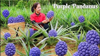 Harvesting Purple Pandanus amp Go to the market to sell  Harvesting and Cooking  Daily Life [upl. by Ayatnahs]