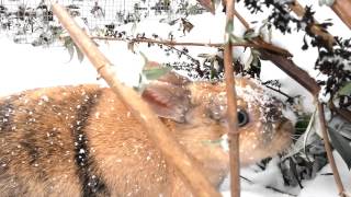 ♫ Kinderlied ♫ Osterhase und Nikolaus ♫ DONIKKL Kinderlieder ♫ Singen Tanzen Bewegen [upl. by Aneger]